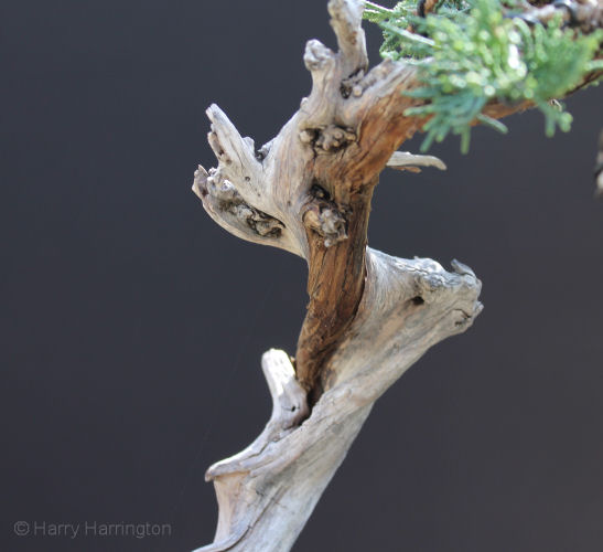 Juniper sabina literati bonsai